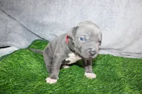 Skarlet, a female American Bully for sale in Durham, NC – Photo 2 of 7