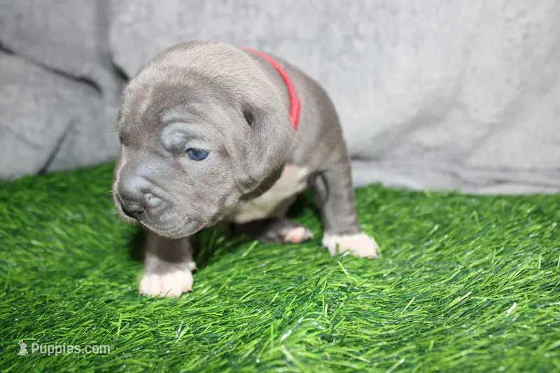 Skarlet – American Bully puppy for sale in Durham, NC