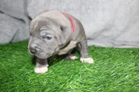 Skarlet, a female American Bully for sale in Durham, NC – Photo 1 of 7