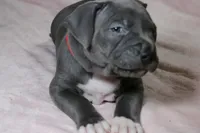 Skarlet- ABKC, a female American Bully for sale in Durham, NC – Photo 7 of 10