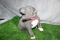 Skarlet, a female American Bully for sale in Durham, NC – Photo 3 of 7