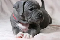 Skarlet- ABKC, a female American Bully for sale in Durham, NC – Photo 1 of 10