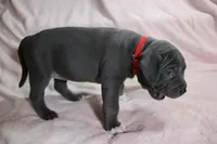 Skarlet- ABKC, a female American Bully for sale in Durham, NC – Photo 4 of 10