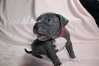 Skarlet- ABKC, a female American Bully for sale in Durham, NC – Photo 2 of 10