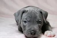 Skarlet- ABKC, a female American Bully for sale in Durham, NC – Photo 6 of 10