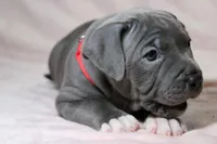 Skarlet- ABKC, a female American Bully for sale in Durham, NC – Photo 9 of 10