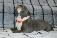Kano, a male American Bully for sale in Durham, NC – Photo 6 of 6