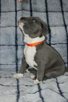 Kano, a male American Bully for sale in Durham, NC – Photo 5 of 6