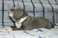 Kano, a male American Bully for sale in Durham, NC – Photo 2 of 6