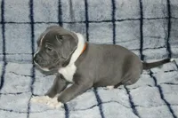 Kano, a male American Bully for sale in Durham, NC – Photo 4 of 6