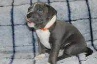 Kano, a male American Bully for sale in Durham, NC – Photo 3 of 6