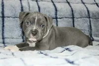 Kano, a male American Bully for sale in Durham, NC – Photo 1 of 6