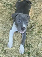 Liu Kang- ABKC, a male American Bully for sale in Durham, NC – 1 of 10