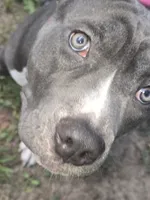 Mileena- ABKC, a female American Bully for sale in Durham, NC – 3 of 10