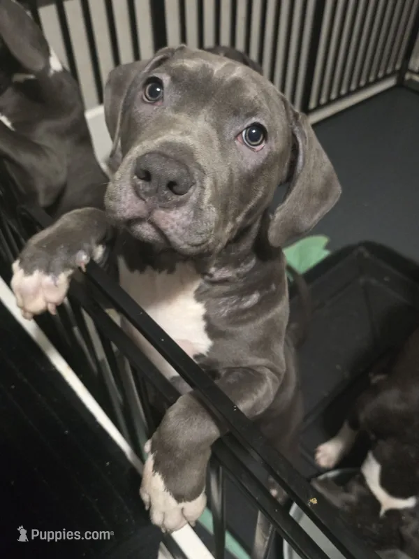 Skarlet- ABKC – American Bully puppy for sale in Durham, NC