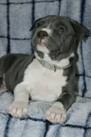 Liu Kang- ABKC, a male American Bully for sale in Durham, NC – Photo 7 of 10