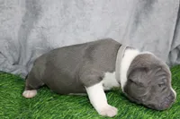 Liu Kang, a male American Bully for sale in Durham, NC – Photo 5 of 10