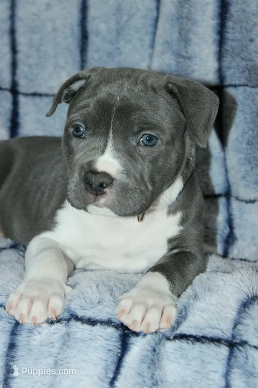 Liu Kang – American Bully puppy for sale in Durham, NC