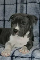 Liu Kang- ABKC, a male American Bully for sale in Durham, NC – Photo 4 of 10