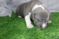 Liu Kang, a male American Bully for sale in Durham, NC – Photo 2 of 10