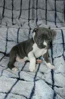 Liu Kang- ABKC, a male American Bully for sale in Durham, NC – Photo 8 of 10