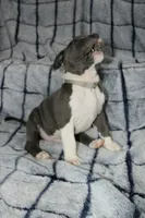 Liu Kang- ABKC, a male American Bully for sale in Durham, NC – Photo 9 of 10