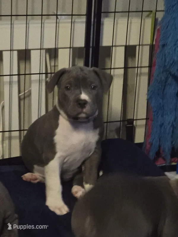 Liu Kang- ABKC – American Bully puppy for sale in Durham, NC