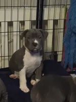 Liu Kang- ABKC, a male American Bully for sale in Durham, NC – 4 of 10