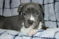Liu Kang- ABKC, a male American Bully for sale in Durham, NC – Photo 2 of 10