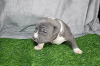 Liu Kang, a male American Bully for sale in Durham, NC – Photo 6 of 10