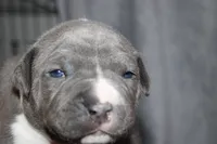 Liu Kang, a male American Bully for sale in Durham, NC – Photo 9 of 10