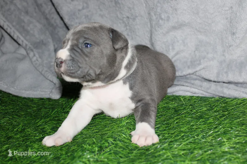 Liu Kang – American Bully puppy for sale in Durham, NC