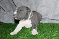 Liu Kang, a male American Bully for sale in Durham, NC – Photo 1 of 10