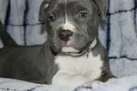 Liu Kang- ABKC, a male American Bully for sale in Durham, NC – Photo 3 of 10