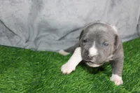 Liu Kang, a male American Bully for sale in Durham, NC – Photo 7 of 10