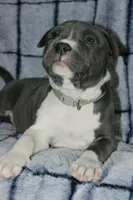 Liu Kang- ABKC, a male American Bully for sale in Durham, NC – Photo 5 of 10