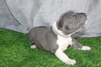 Liu Kang, a male American Bully for sale in Durham, NC – Photo 8 of 10