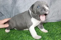 Liu Kang, a male American Bully for sale in Durham, NC – Photo 4 of 10