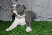 Liu Kang, a male American Bully for sale in Durham, NC – Photo 3 of 10