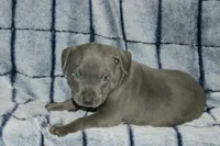 Smoke- ABKC, a male American Bully for sale in Durham, NC – Photo 9 of 10