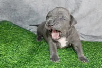 Smoke, a male American Bully for sale in Durham, NC – Photo 5 of 8