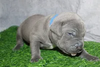 Smoke, a male American Bully for sale in Durham, NC – Photo 3 of 8