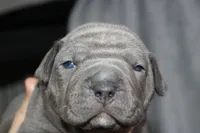 Smoke, a male American Bully for sale in Durham, NC – Photo 7 of 8