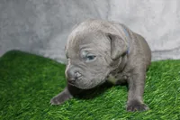 Smoke, a male American Bully for sale in Durham, NC – Photo 4 of 8