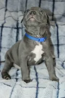 Smoke- ABKC, a male American Bully for sale in Durham, NC – Photo 4 of 10