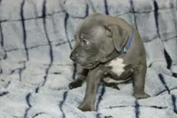 Smoke- ABKC, a male American Bully for sale in Durham, NC – Photo 5 of 10