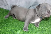 Smoke, a male American Bully for sale in Durham, NC – Photo 2 of 8
