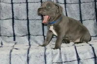 Smoke- ABKC, a male American Bully for sale in Durham, NC – Photo 8 of 10