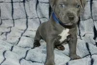 Smoke- ABKC, a male American Bully for sale in Durham, NC – Photo 7 of 10