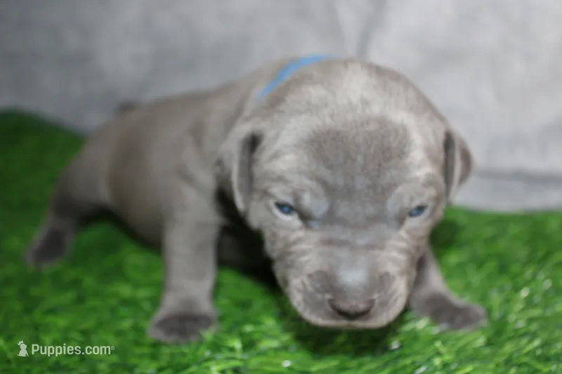 Smoke – American Bully puppy for sale in Durham, NC